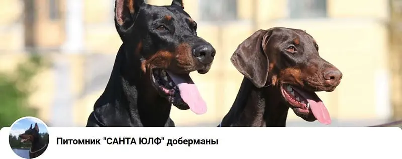 Santa Julf / Санта Юлф (Питомник Доберман)