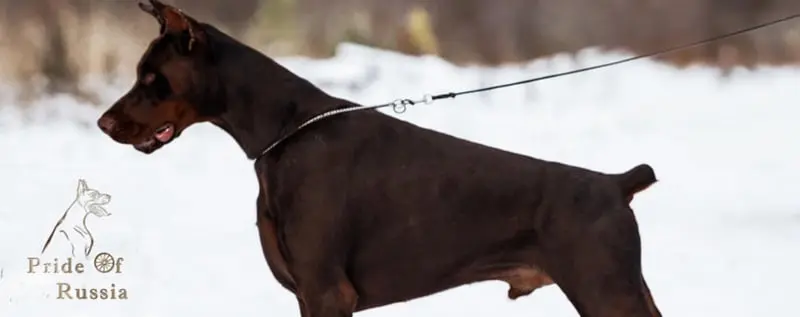 Pride of Russia / Прайд Оф Раша (Питомник Доберман)