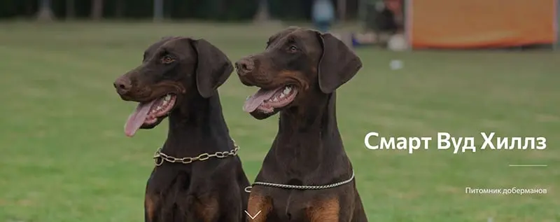 Smart Wood Hills / Смарт Вуд Хиллз (Питомник Доберман)