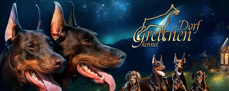 Gretchen Dorf / ГретхенДорф (Питомник Доберман)