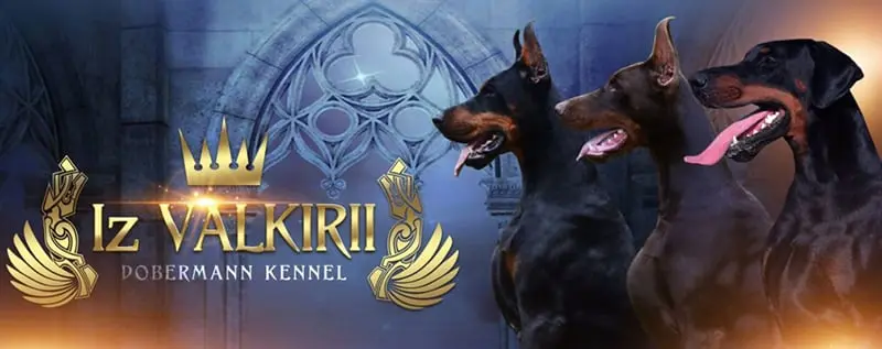 Iz Valkirii / Из Валкирии (Питомник Доберман)