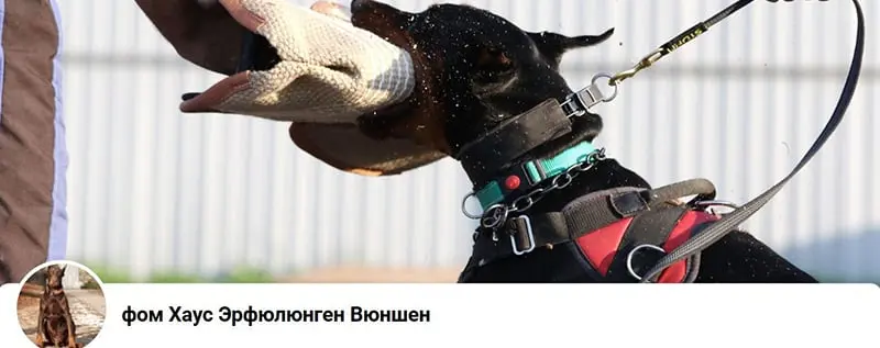 vom Haus Erfullungen Vunschen / Фом Хаус Эрфюлюнген Вюншен (Питомник Доберман)