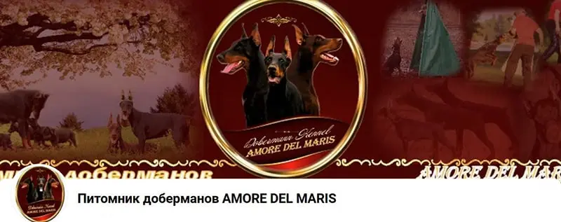 Amore Del Maris / Аморе Дель Марис (Питомник Доберман)
