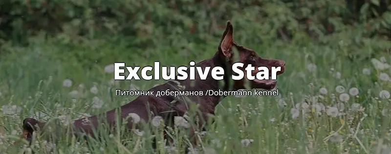 Exclusive Star / Эксклюзив Стар (Питомник Доберман)