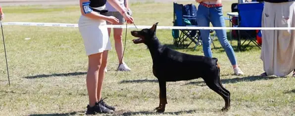 Ural Modus / УРАЛ МОДУС (Питомник Доберман)