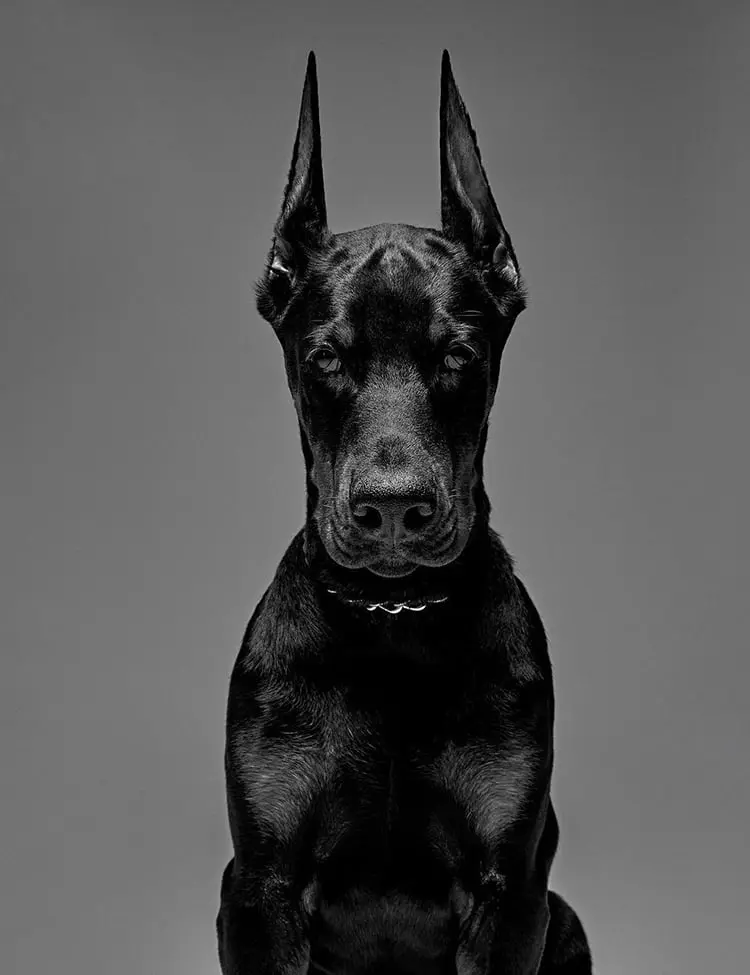 Российский Доберман клуб / Russian Doberman Club
