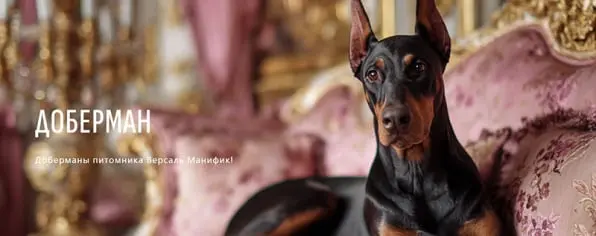 Versailles Magnifique / Версаль Манифик (Питомник Доберман)