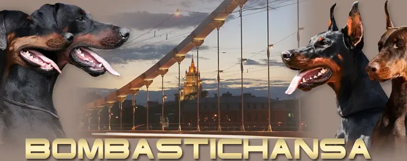 Bombastichansa / Бомбастикганза (Питомник Доберман)