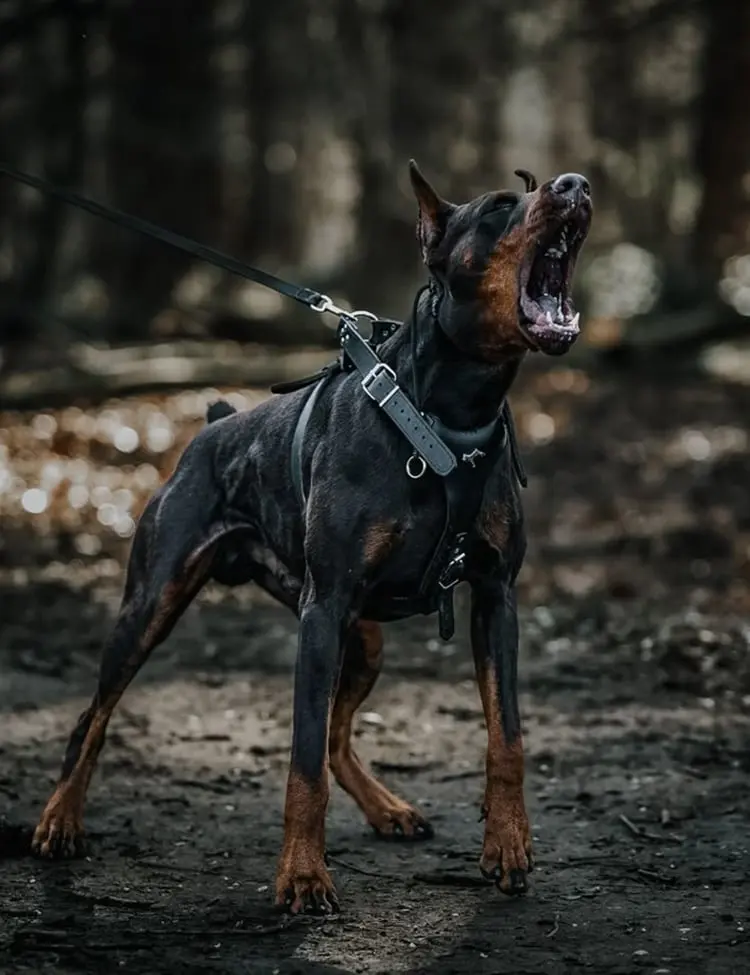 Российский Доберман клуб / Russian Doberman Club